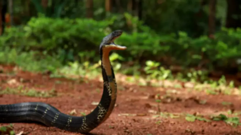 Why King Cobras Enter Human Spaces: The Real Reason Explained