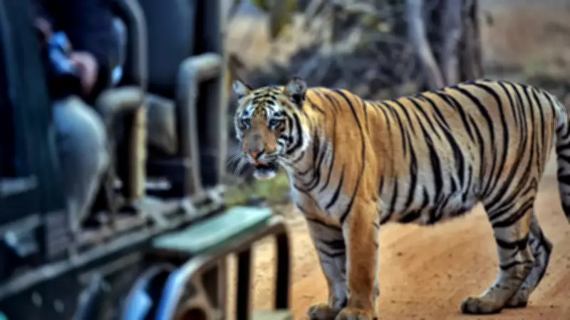 Why MP's Rising Tiger Toll Is More Than a Core Issue