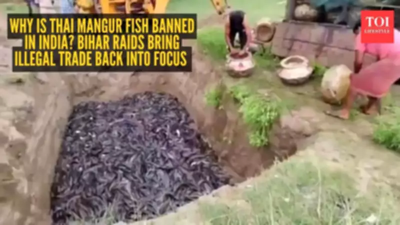 Why Thai Mangur Fish Is Banned in India Yet Still Widely Available