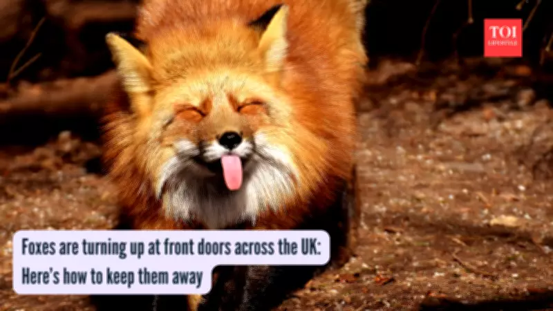 Why Urban Foxes Visit UK Homes and How to Keep Them Away