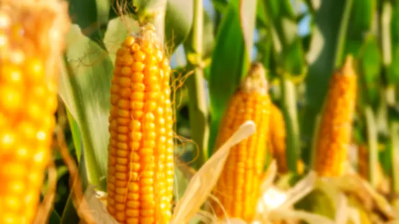 Why Your Grocery Store Is Lying to You About Fruits and Vegetables