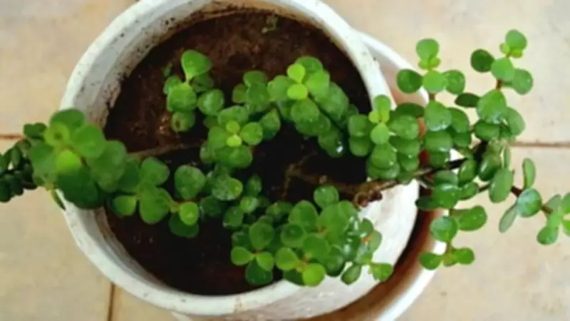 Why Your Jade Plant Keeps Dying: Common Mistakes and Solutions