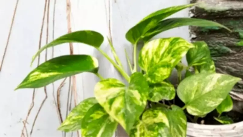 Why Your Money Plant Leaves Are Turning Yellow and How to Fix It