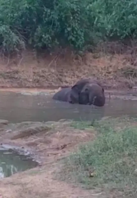 Wild Elephant Bathing in Pond Draws Motorists in Krishnagiri