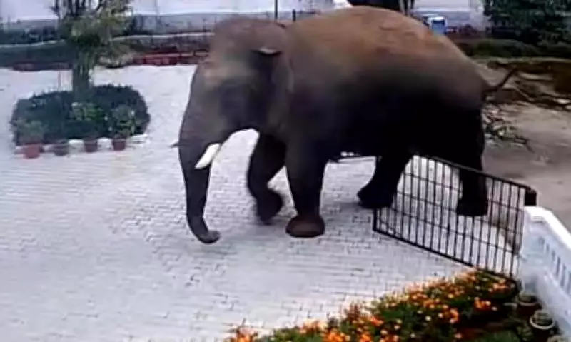 Wild Elephant Causes Panic in Karnataka Village, CCTV Footage Goes Viral