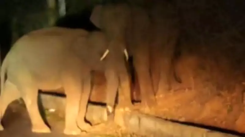 Wild Elephant Herd Causes Panic on Karnataka's Palar-MM Hills Road