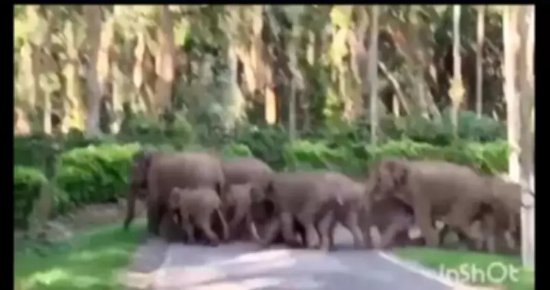 Wild Elephant Herd Charges at Foresters in Kodagu During Drive Operation