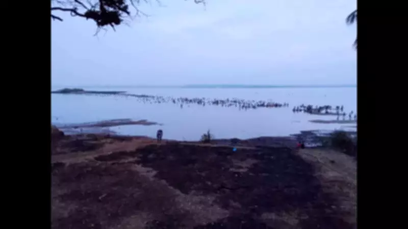 Windowpane oyster resurgence in Goa bay sparks harvest concerns