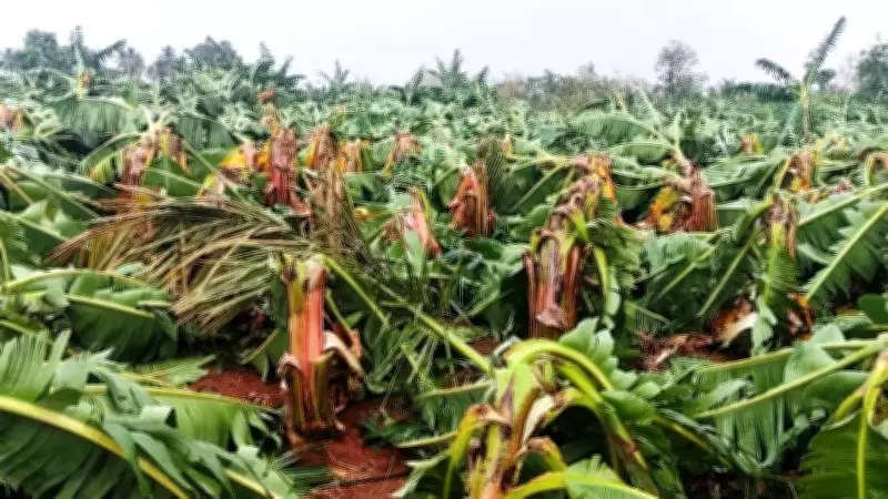 Windstorm Ravages Koppal Taluk, Flattening Crops and Disrupting Power