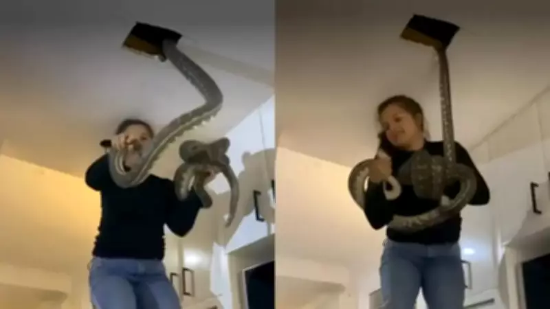 Woman Calmly Removes Two Giant Pythons from Ceiling in Viral Video