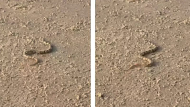 Woman Encounters Sea Snake on Goa Beach, Shares Safety Tips