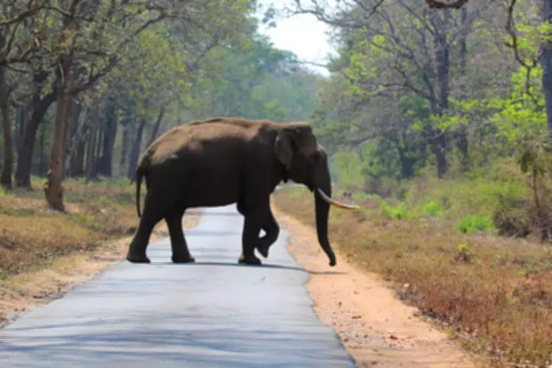 Woman Killed in Wild Elephant Attack in Kerala's Wayanad