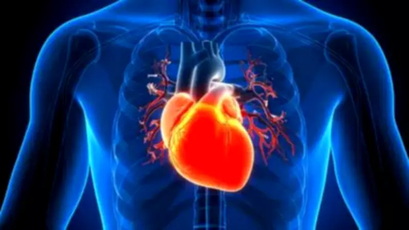 World's First Lab-Made Heart Pacemaker Organoid Created by Scientists