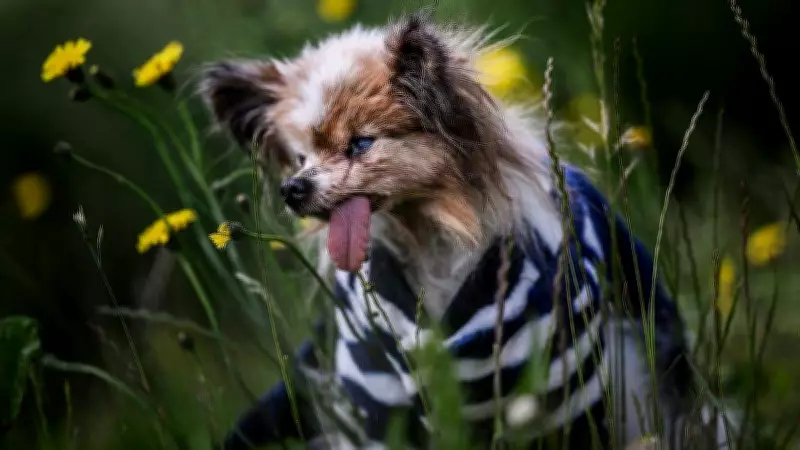 World's Oldest Dog Contender Lazare Dies at 30 in France