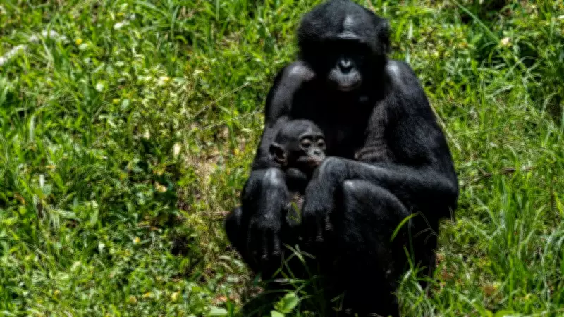 World's Only Bonobo Sanctuary Gives Orphaned Apes a Second Chance at Life