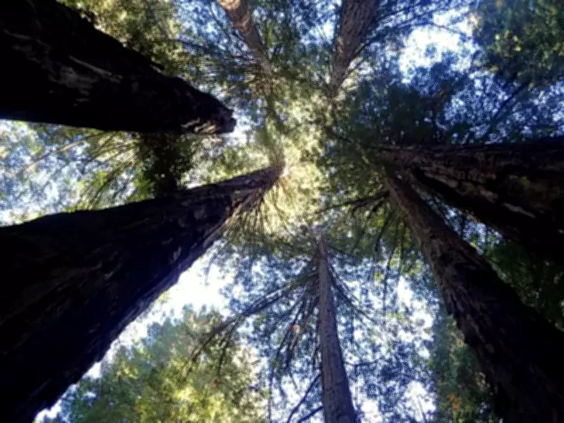 World's Tallest Tree Hyperion's Location Kept Secret to Protect It