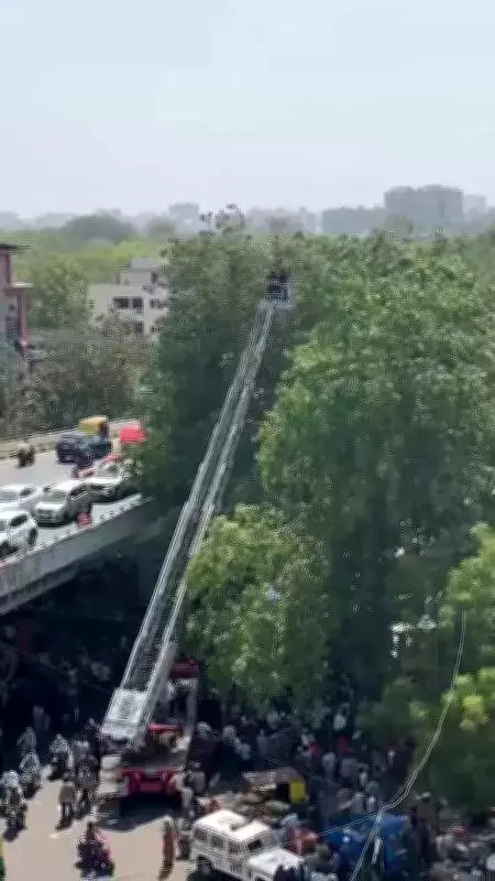Youth climbs tree near Ahmedabad flyover, triggers tense rescue operation