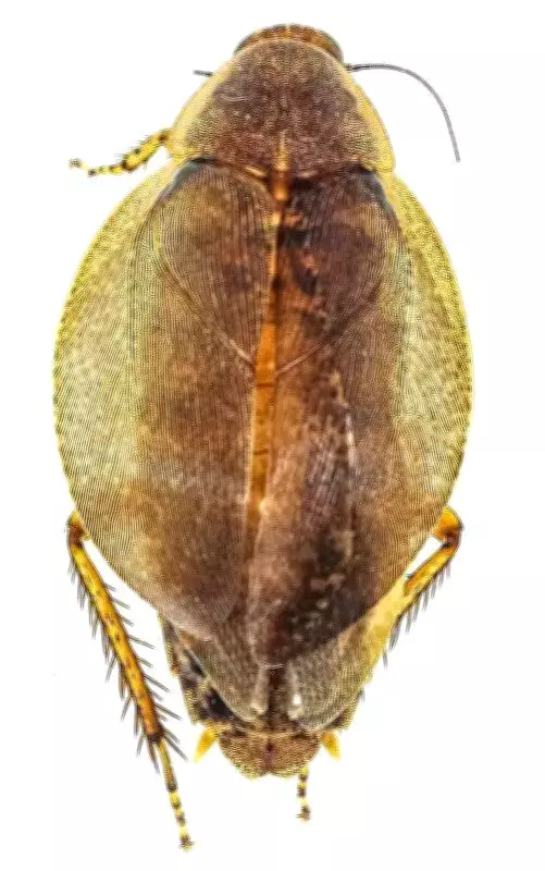 ZSI Creates India's First DNA Barcode Library for Cockroaches, Reveals Hidden Diversity