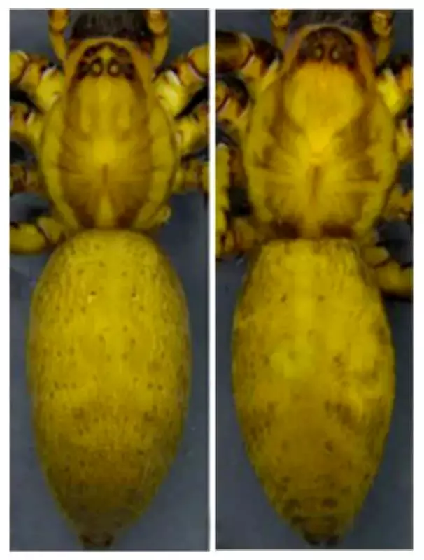 ZSI discovers two new spider species in Nagaland, revises whip scorpion taxonomy