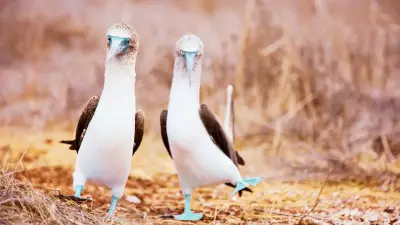 10 Birds with Hilariously Perverted Names and Where to Find Them