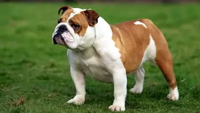 10 Dog Breeds Known for Being Champion Nappers