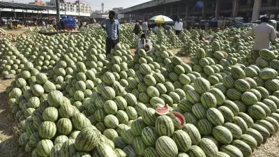 15-Year-Old Dies in Chhattisgarh After Eating Watermelon, Doctor Warns of Pesticide Risk