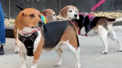1,500 Beagles Rescued from Wisconsin Lab, Find Homes Across US