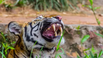 5 Common Tiger Safari Mistakes Tourists Make and How to Avoid Them