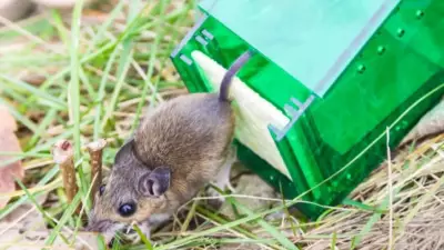 5 Effective Ways to Mole- and Rat-Proof Your Home and Garden