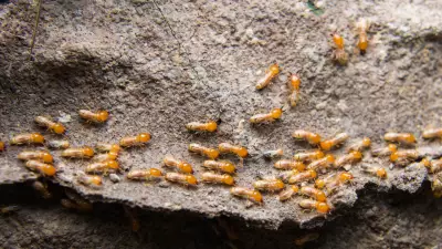 5 Effective Ways to Remove Termites and Save Wooden Interiors