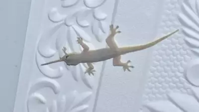5 Kitchen Habits That Secretly Attract Lizards Indoors