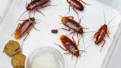 5 Simple Home Remedies to Get Rid of Cockroaches and Prevent Infection