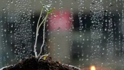 5 Uncommon Reasons Your Plants Are Not Growing Properly