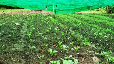 6 Best Vegetables to Plant Before Monsoon in India