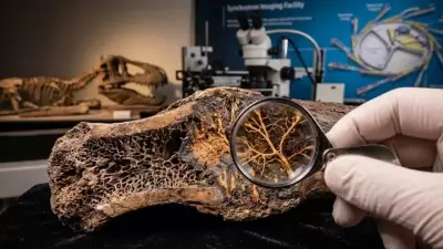 66-Million-Year-Old T. rex Injury Reveals Ancient Blood Vessels via X-ray