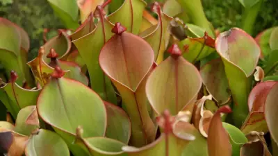7 Carnivorous Plants That Trap and Eat Insects: GK Fact of the Day