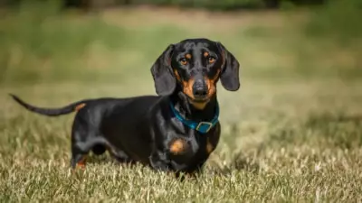 7 Dog Breeds That Thrive in Australia's Harsh Climate
