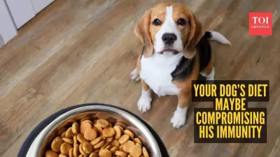 7 Warning Signs Your Dog's Immune System Needs a Boost