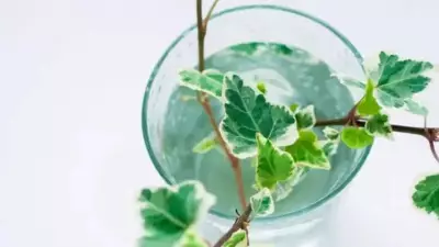 8 Beautiful Plants You Can Grow Without Soil for Indoor Elegance