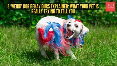 8 ‘Weird’ Dog Behaviours Explained: What Your Pet Is Really Trying to Tell You