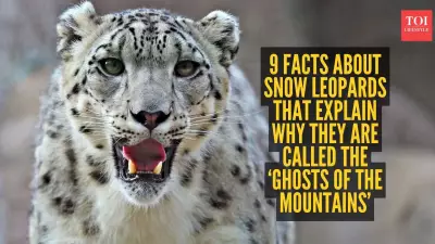 9 Fascinating Facts About Snow Leopards, the Ghosts of the Mountains