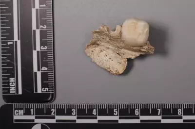 Ancient Tooth Proteins Rewrite Human Evolution Timeline