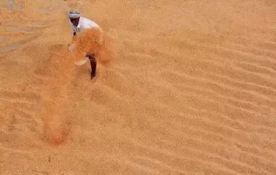 Andhra Pradesh to Procure Parboiled Rice for First Time in Rabi Season