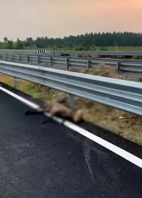 Animal Deaths on Delhi-Dehradun Expressway Raise Safety Concerns