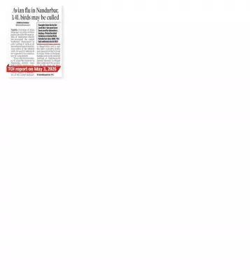 Avian Flu Spreads: Three More Poultry Farms in Nashik Test Positive
