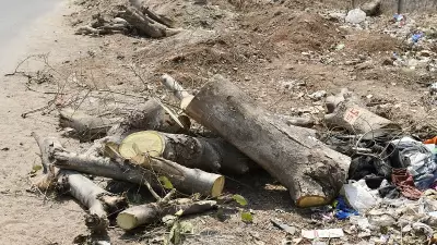 Ballari PWD Seeks to Cut 233 Trees for Road Widening, 25 Already Felled