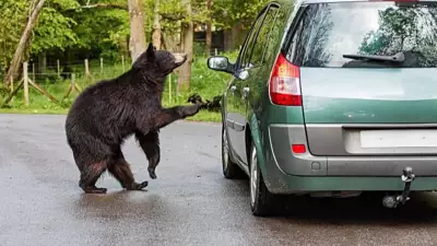 Bear Encounter Survival: 6 Common Mistakes to Avoid in the Wild