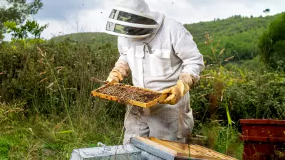 Beehive in Garden? Safe Removal, Natural Repellents and Eco-Friendly Tips