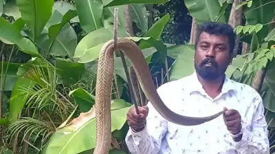 Bengaluru Rains Drive Snakes Out of Burrows, Rescuers on Alert