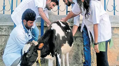 Bengaluru Vet College Teachers Oppose Stop of Non-Practising Aid